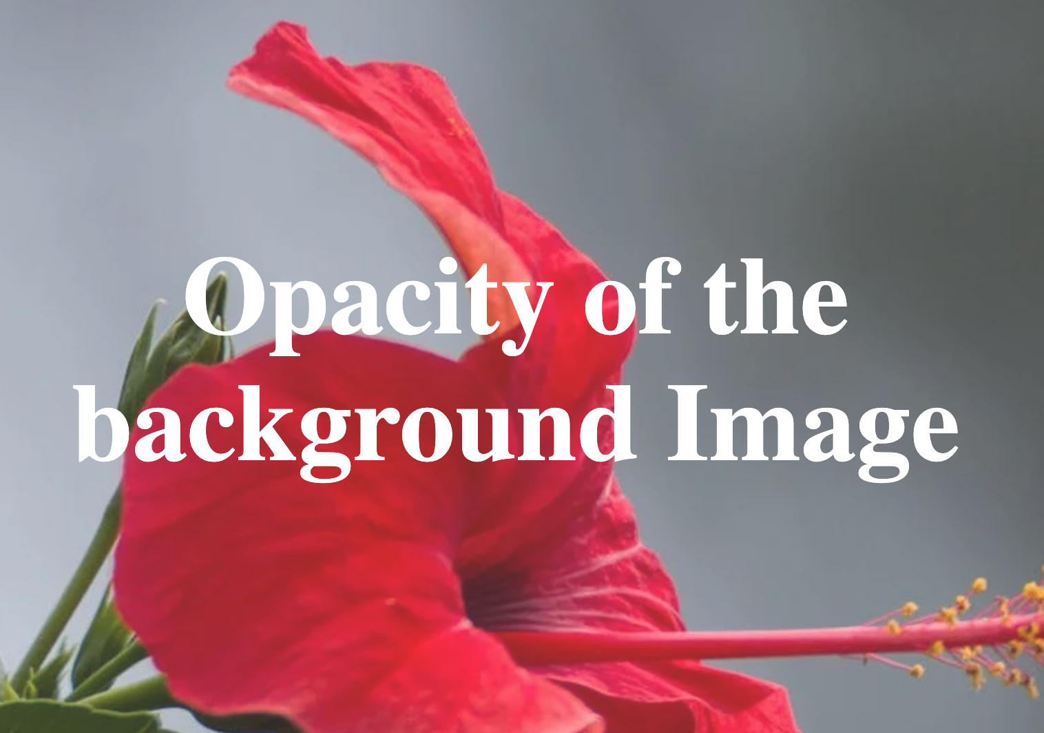 How to change CSS background image opacity? – Freelance Shopify Developer